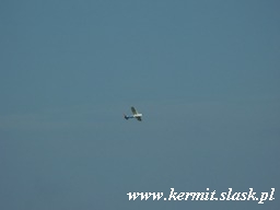 Spotting Pyrzowice 2008.09.06